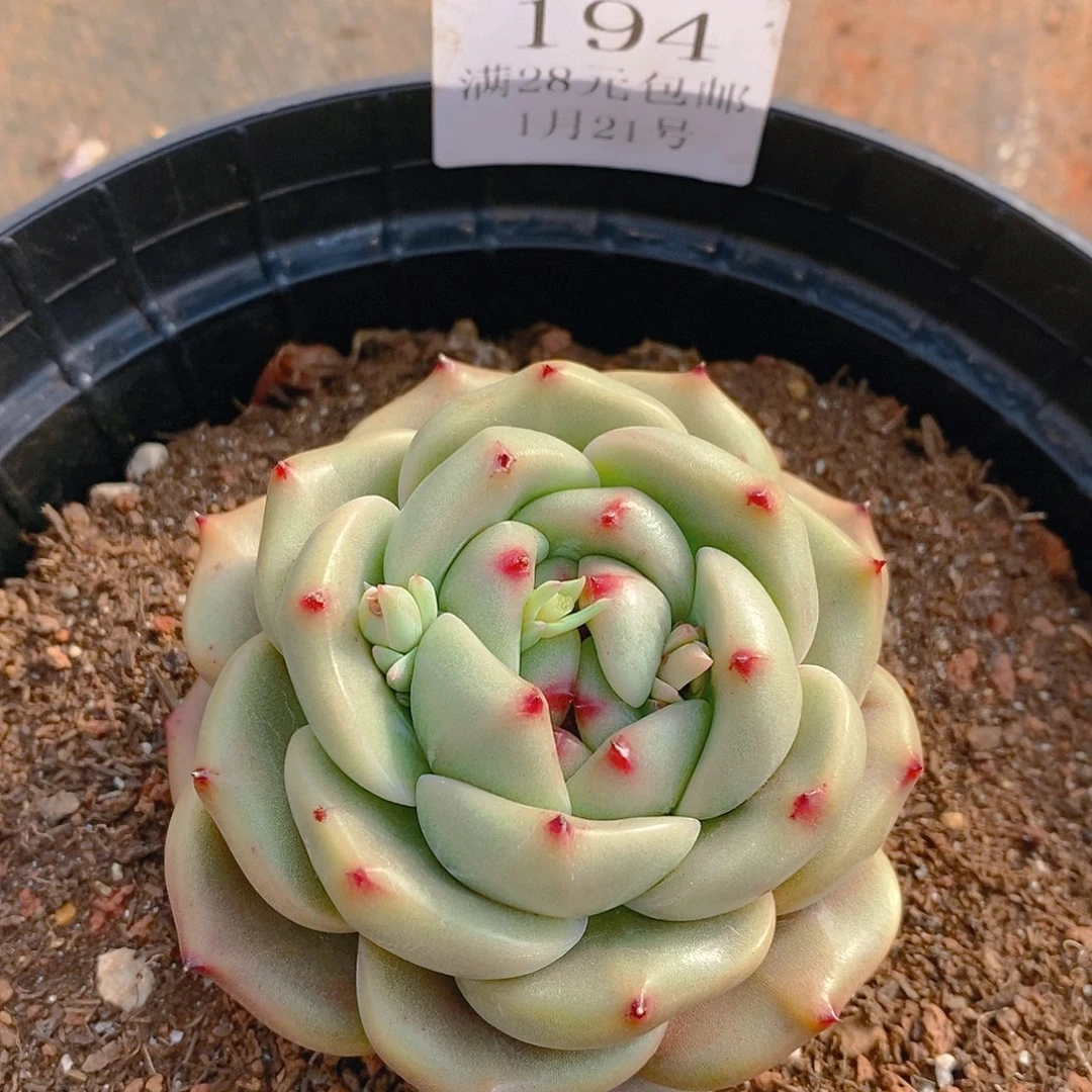 【闪购商品】云194