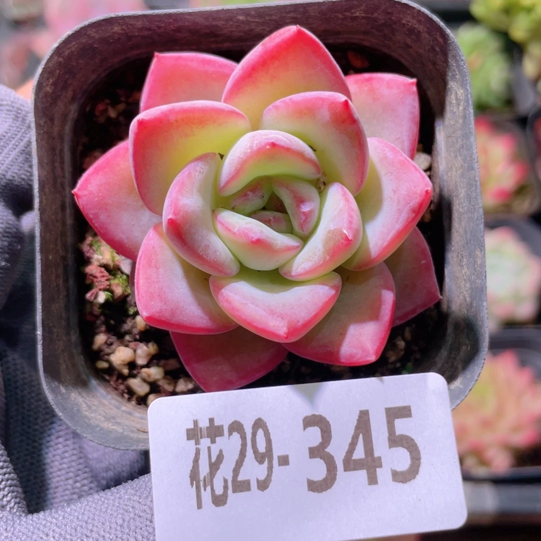 花利美29-345草莓泡芙