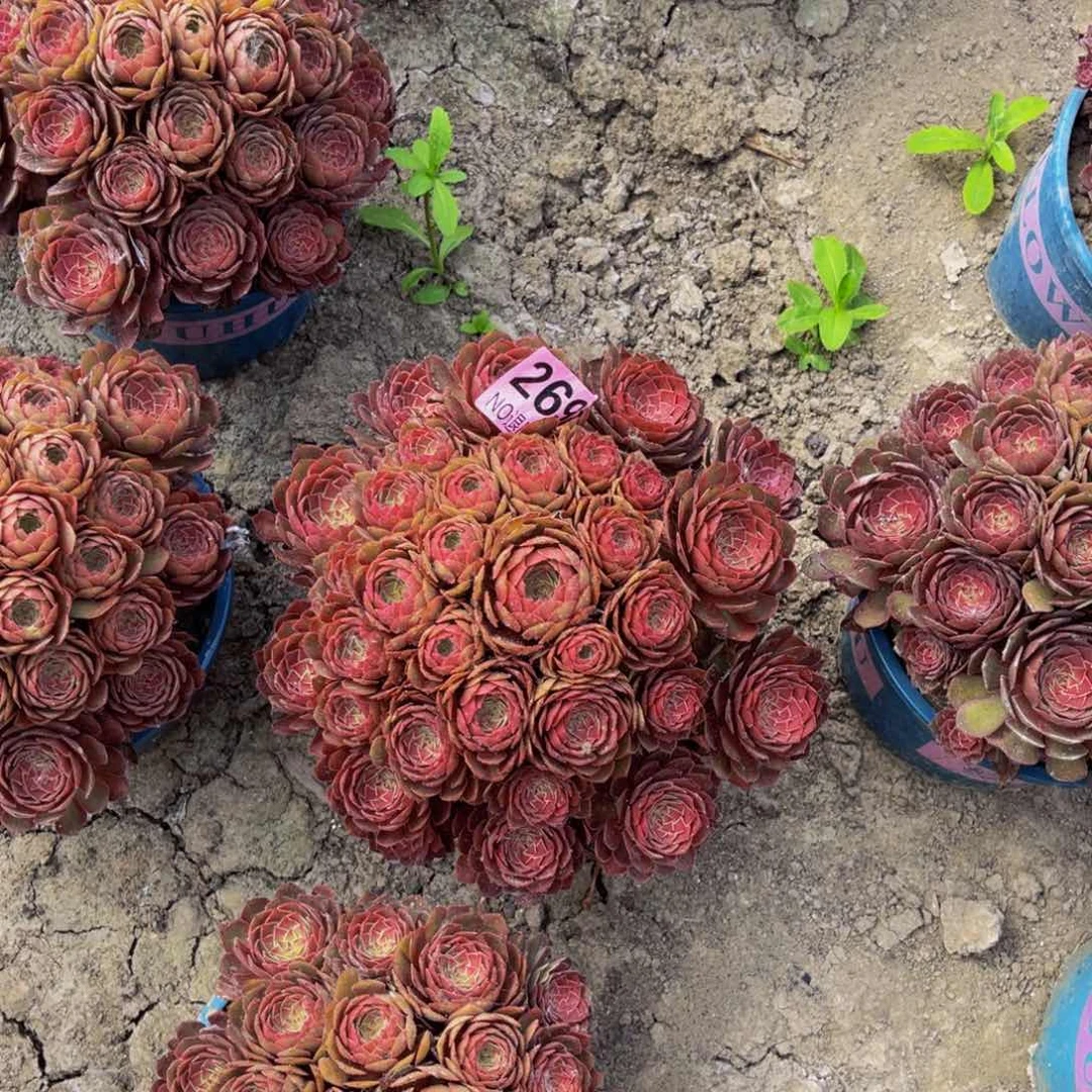 红魔法师朵朵6-59