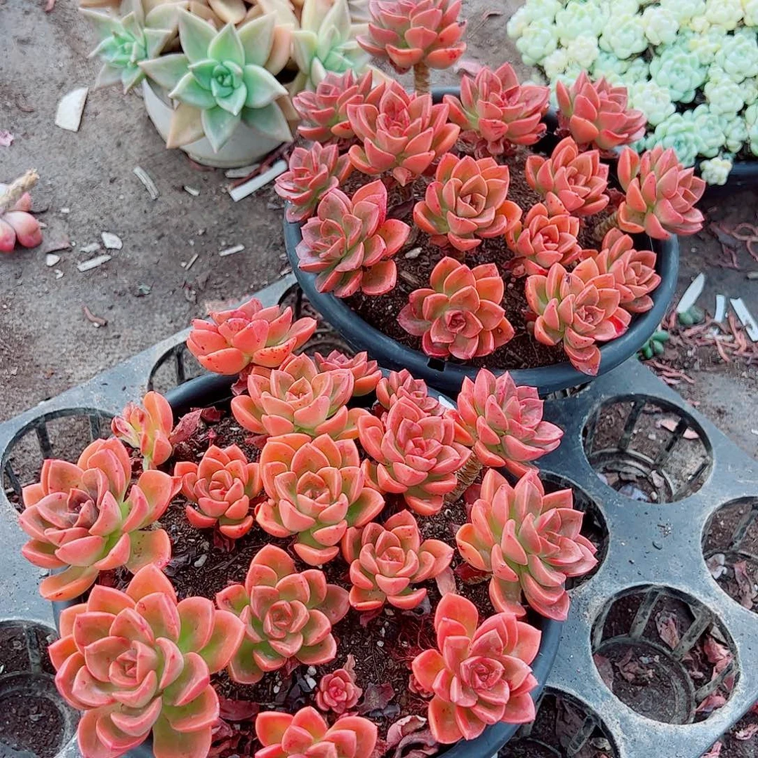 巧克力玫瑰多头造型带盆土精品