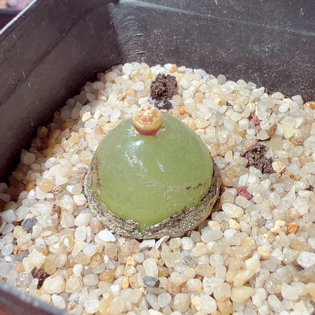 1123-110母本灯泡带盆