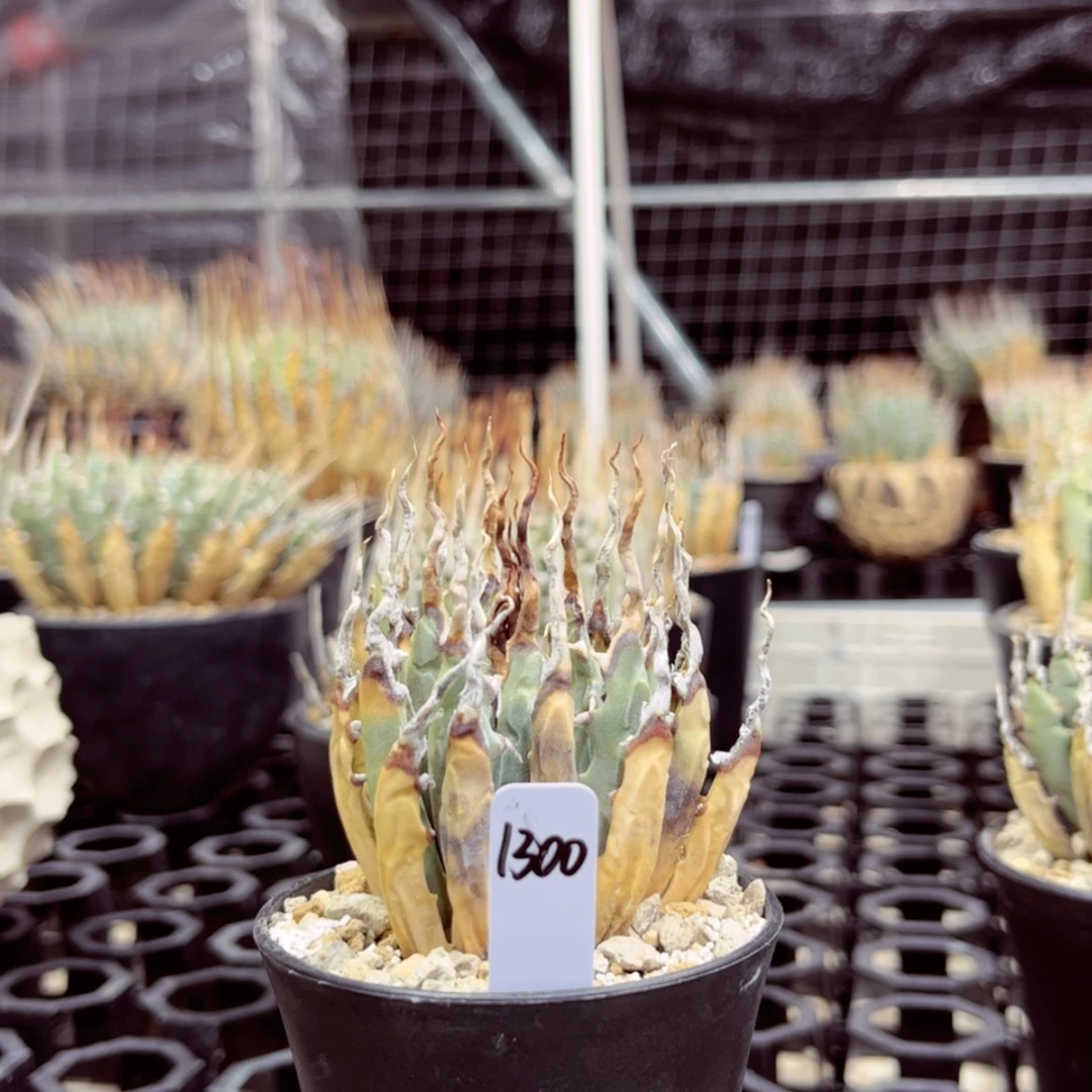 【闪购商品】·**·11111111