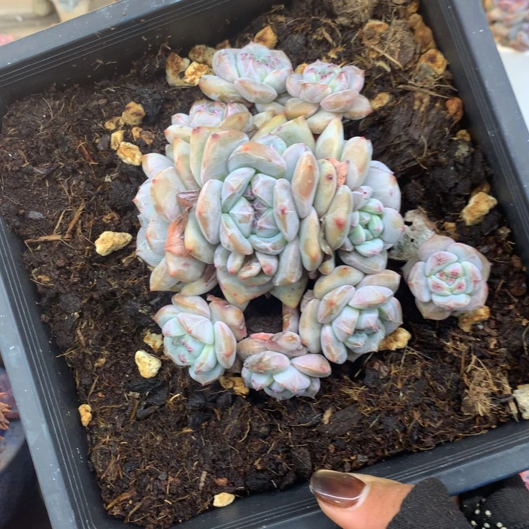石榴籽无砍绿底花花