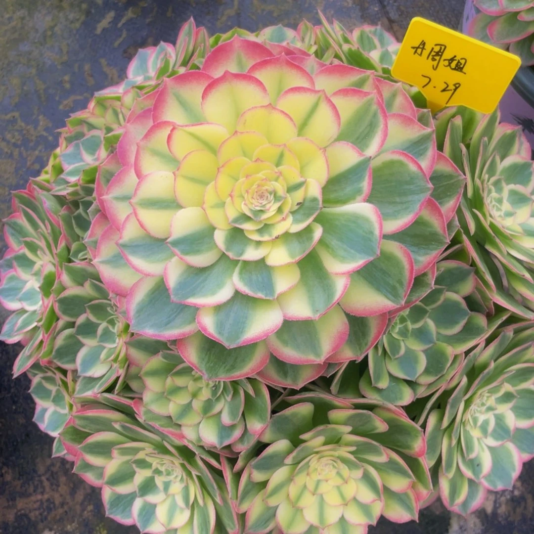 海仙8888000888888