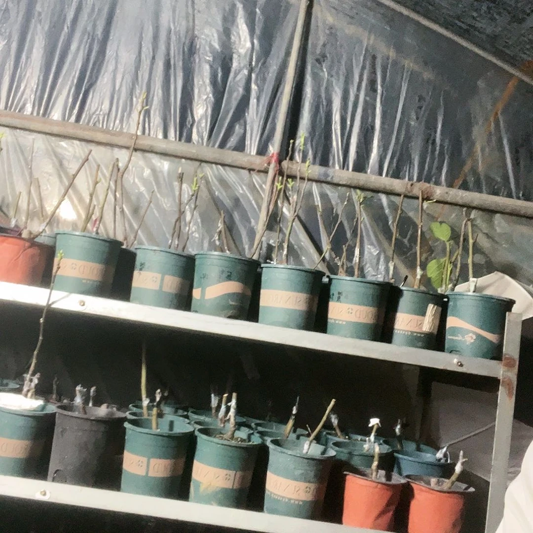 直播间福袋巨紫白头苗
