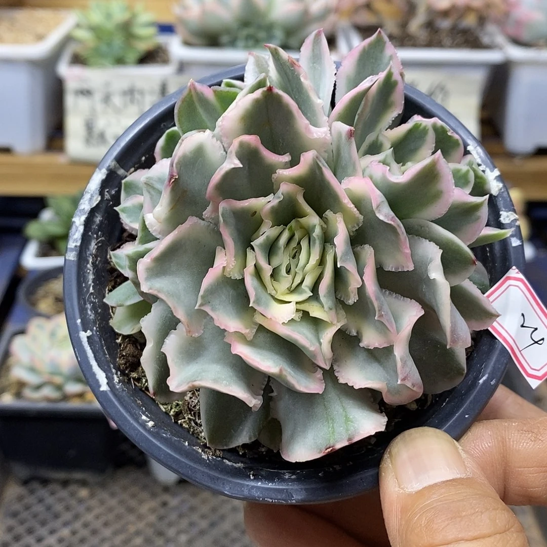 2624 紫蝴蝶锦 3 头有砍