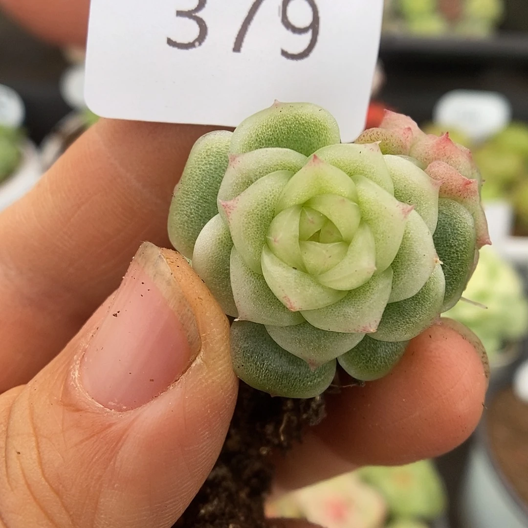 一物一拍一物一拍926-379
