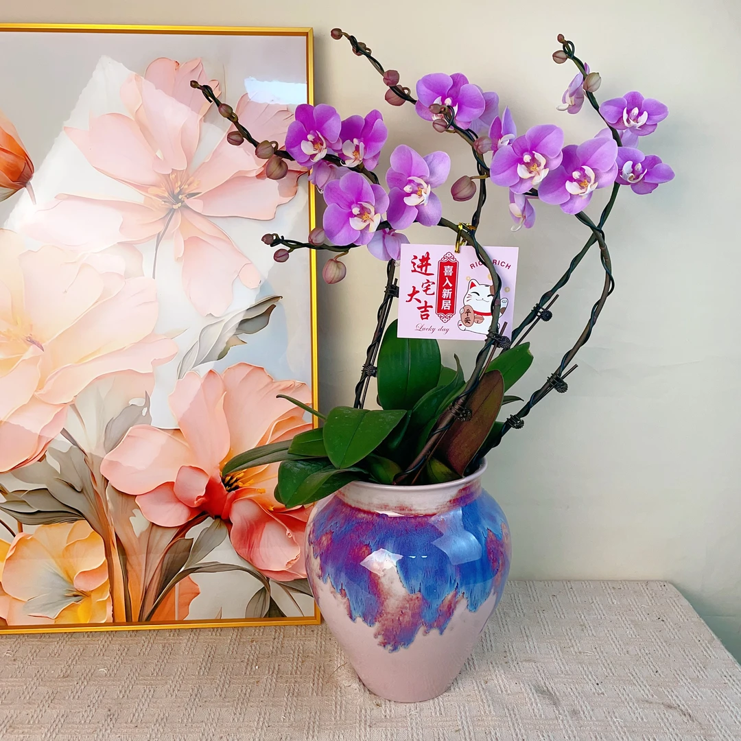 桦艺精选【  安娜  】精品蝴蝶兰室内绿植花卉高端艺术组盆系列盆栽