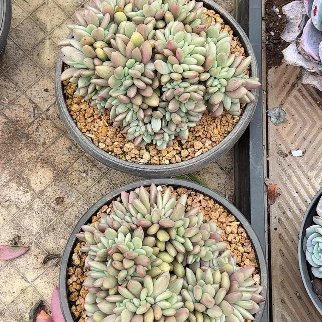 桃花源2颗一起上车