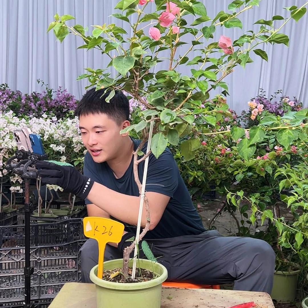 小***y大部分花苞少量开放K26暗夕