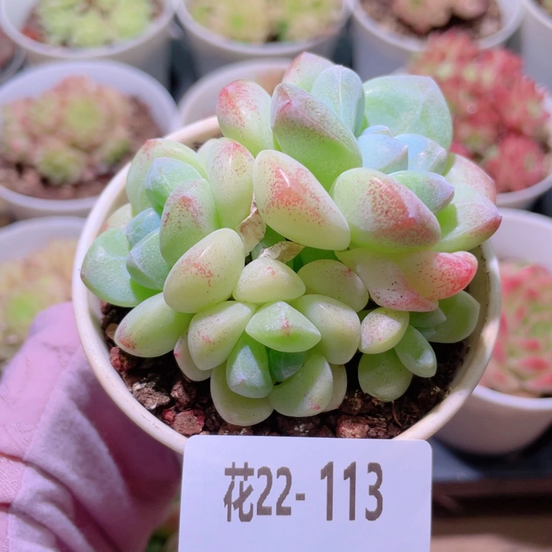 花利美22-113冰玉群