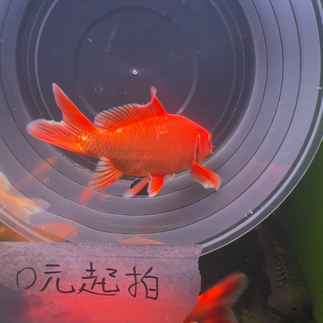 中国大陆红色蝴蝶鲤158