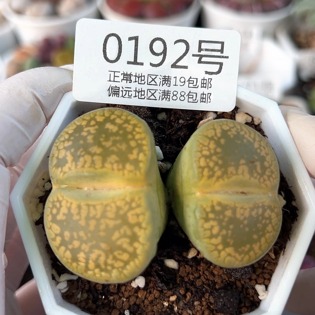 好养易活生石花大母本0192