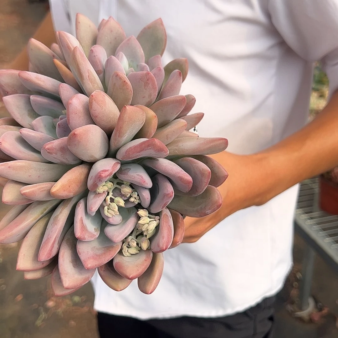 奥普林娜三头起发整桩整群