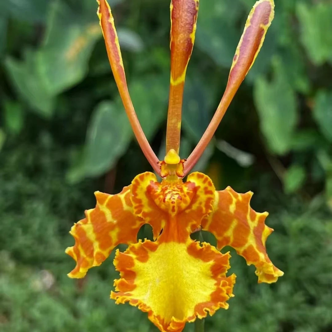 魔鬼文心兰 齐天大圣 一花剑多年开花 一年开多次 开花个性