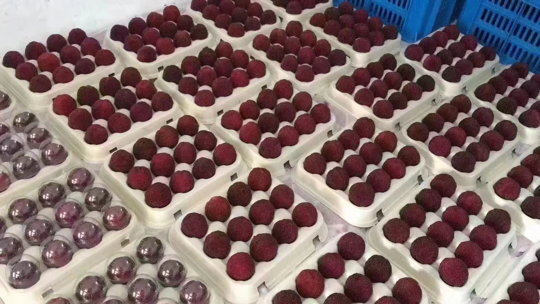 正宗仙居东魁杨梅颗粒装新鲜饱满当季水果送礼盒