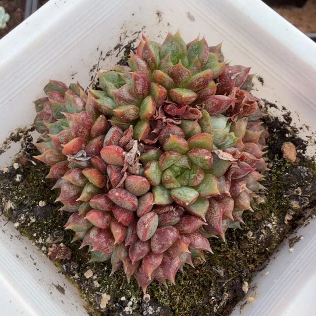 节**业雪燕锦一颗多肉锦到如今