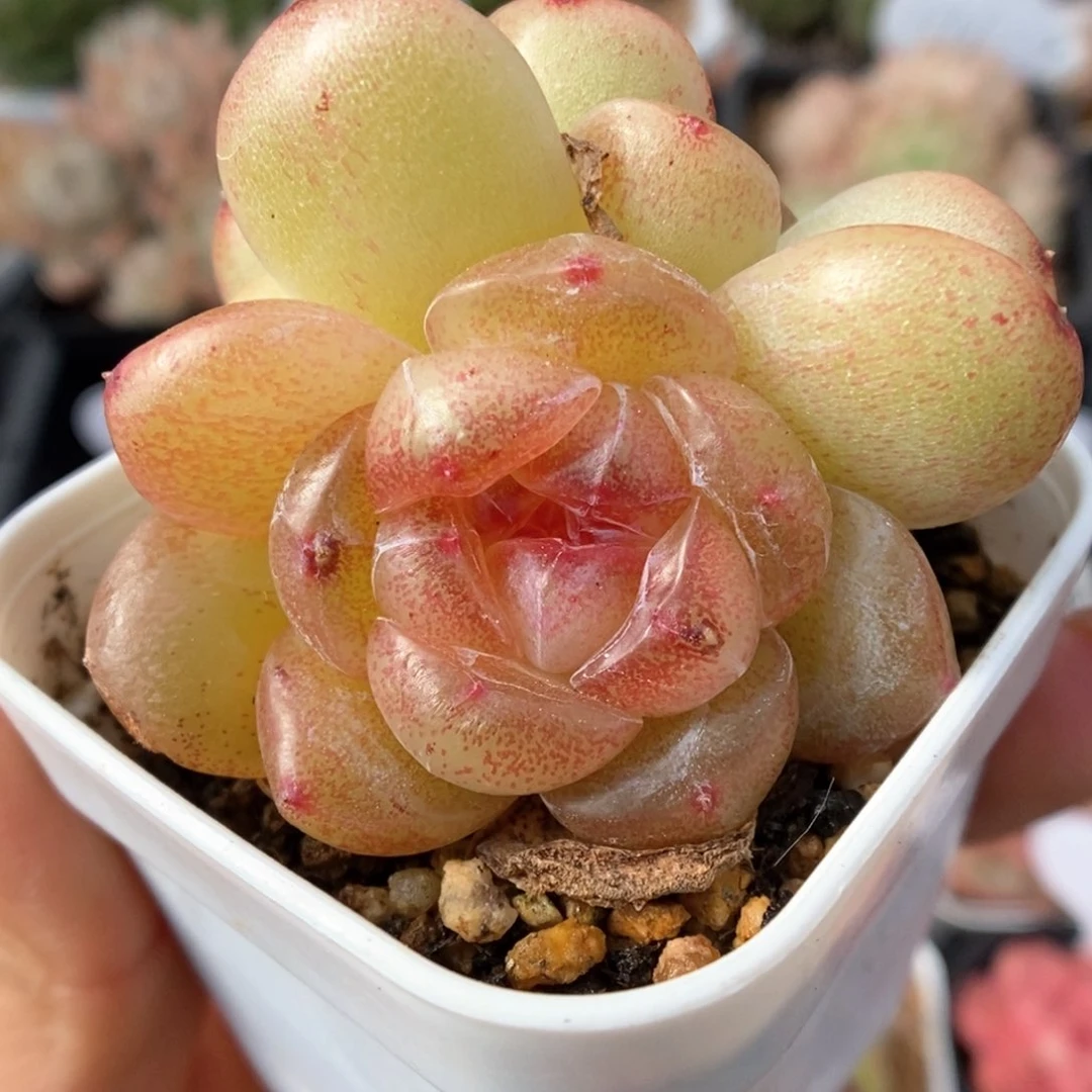 玉桃双头可拍802号