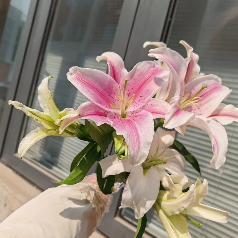 【100-50】单支双头粉百合年宵花鲜花家居居家用花生活鲜花