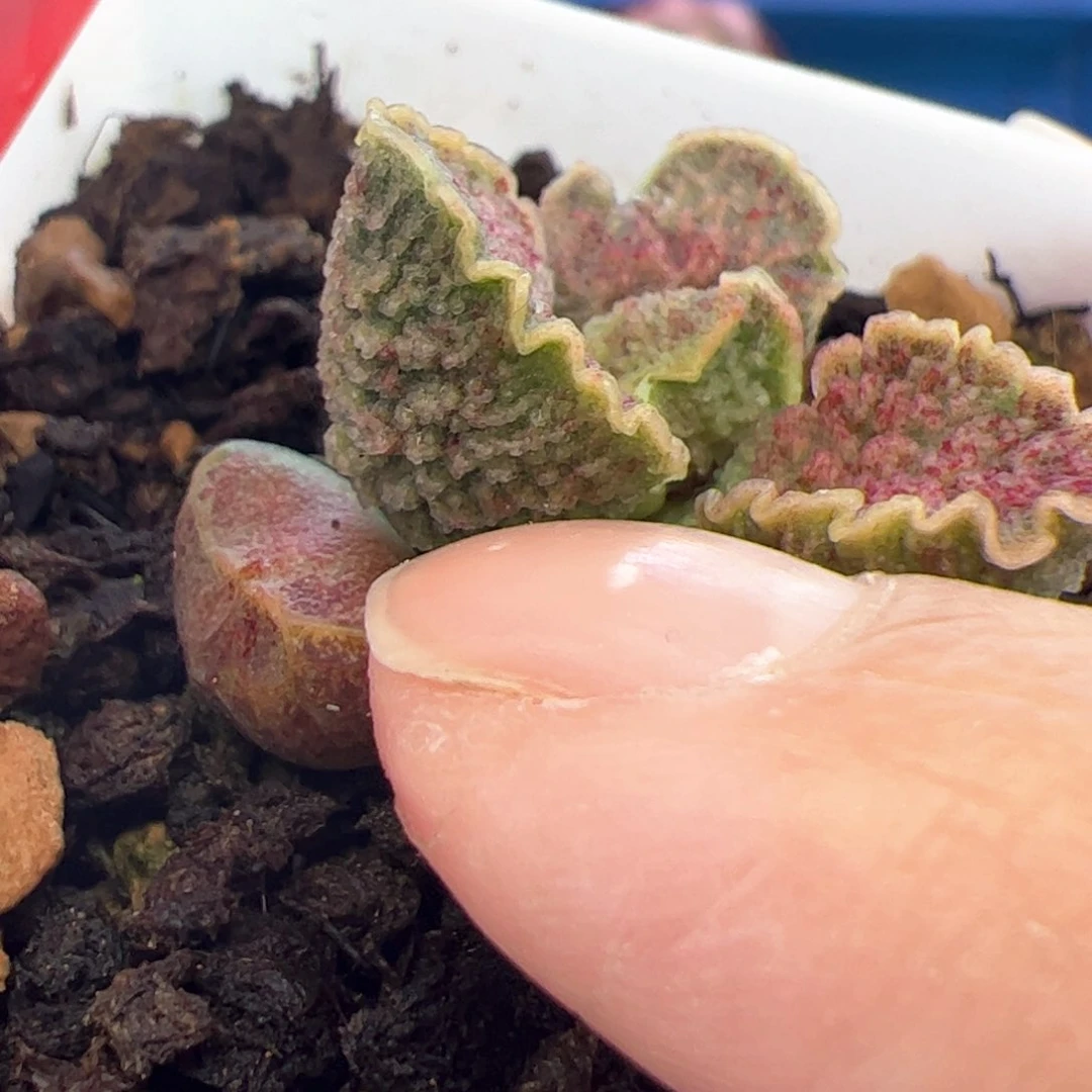 ?****?B844叶。存的余58.