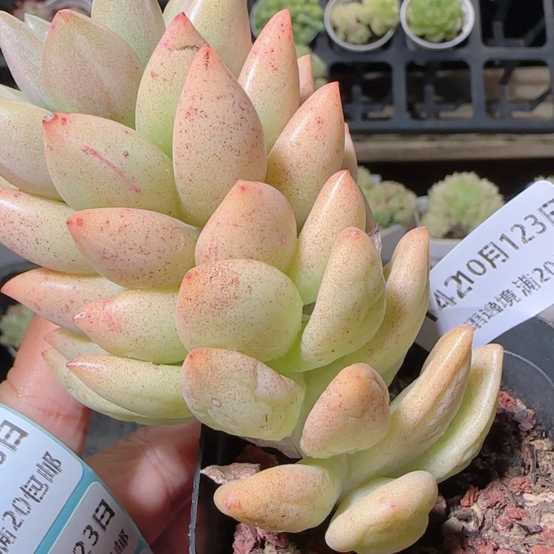 花语逸镜1023-142脱土杂交