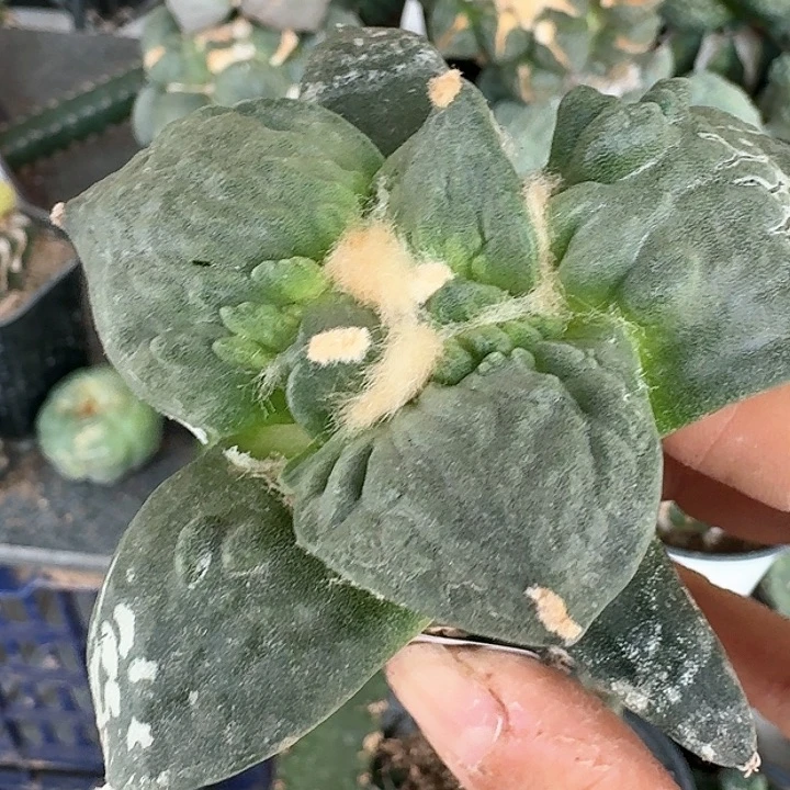 【闪购商品】无花朵俊**河大尤怒涛082