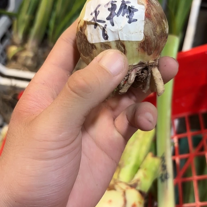 完全开放天平座5.5左右，球皮 开列