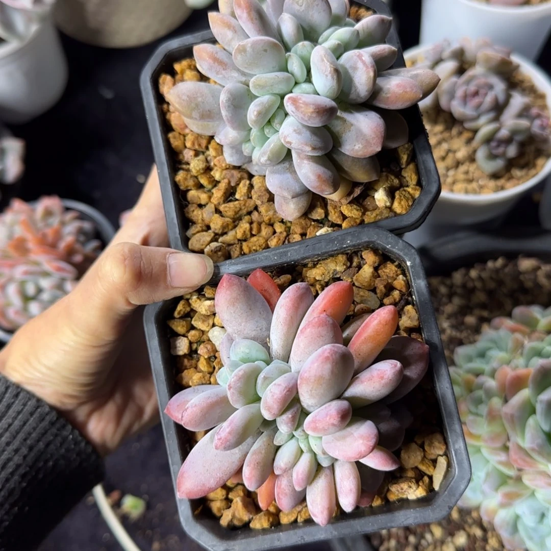 两颗粉兔缀化一物一拍