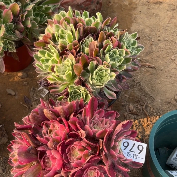 无花朵676雨花石➕粉女巫4号