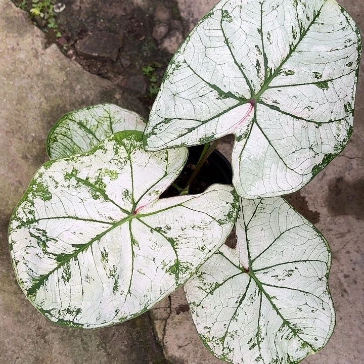 16-1224彩叶芋广东现货