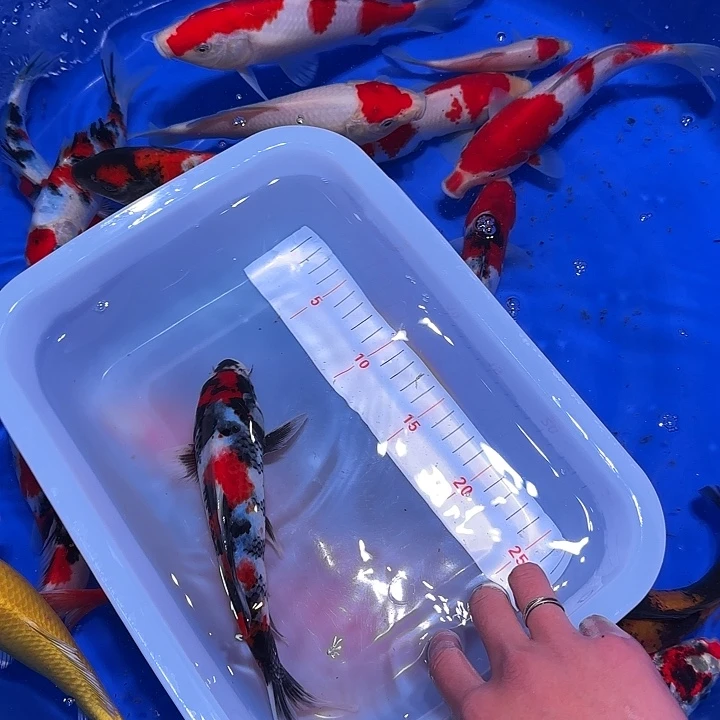 夏****海水鱼个才有的东西都没有的吗哈哈