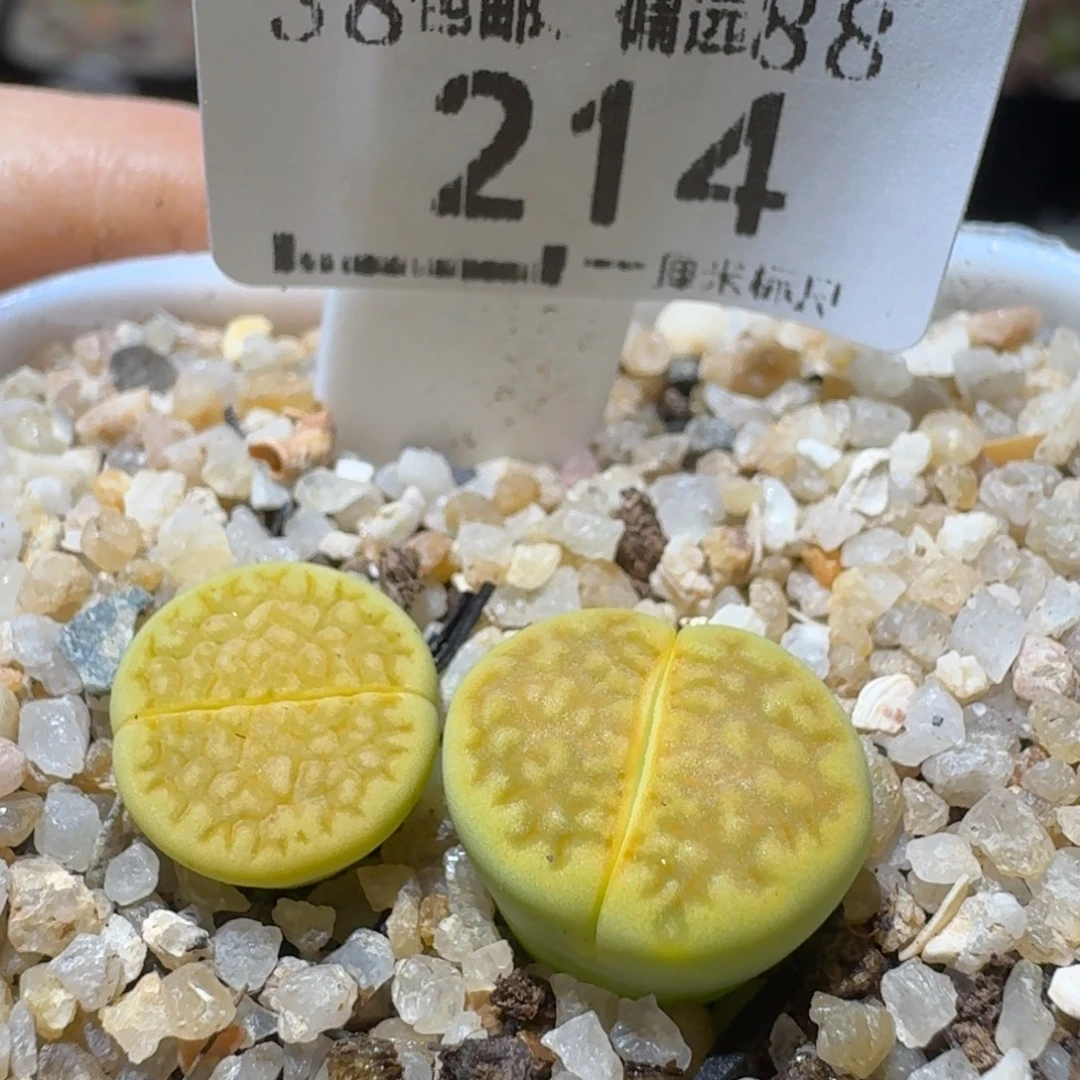 Sss精品清仓款214