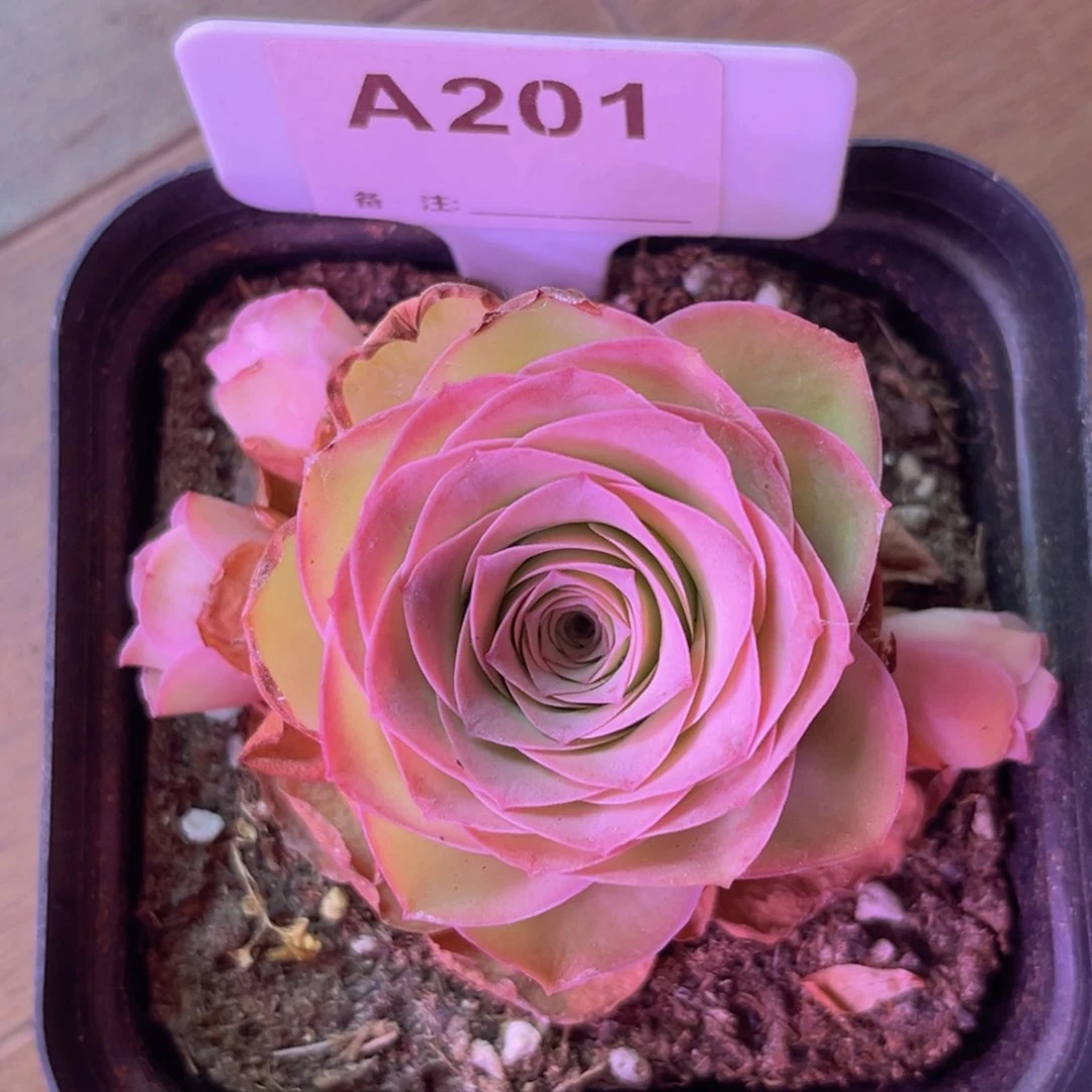 多头小玉一物一拍A201