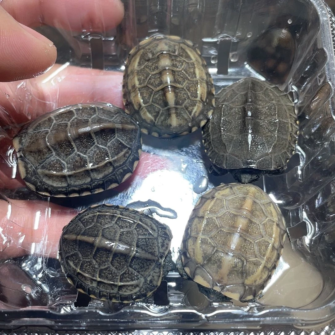 宠物龟不分公母5草