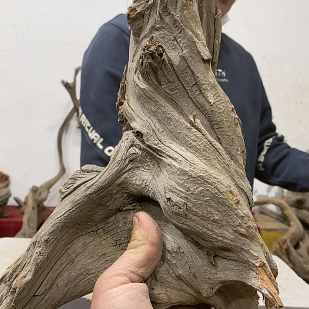 【闪购商品】柏木阿****装我们都是好孩子