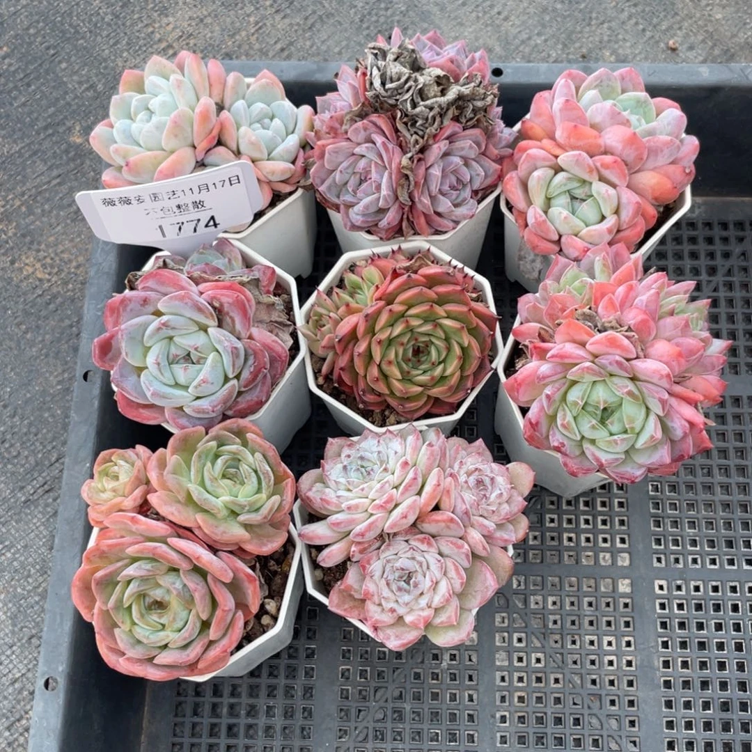 不包整散 盆子不售后1774