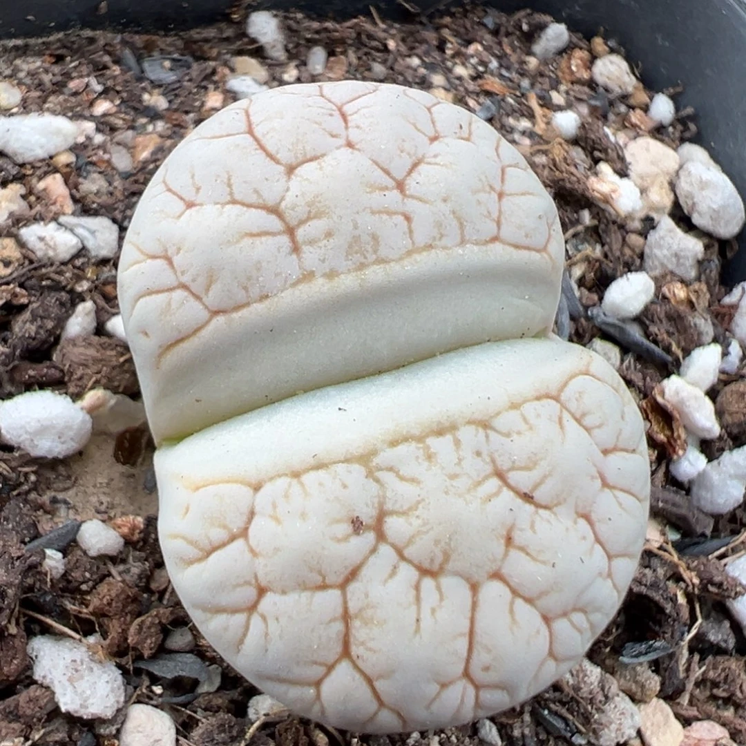 8.27好看的多肉脱土发货561