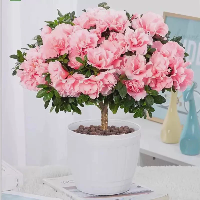 小桃红杜鹃花盆栽室内外绿植四季开花好养