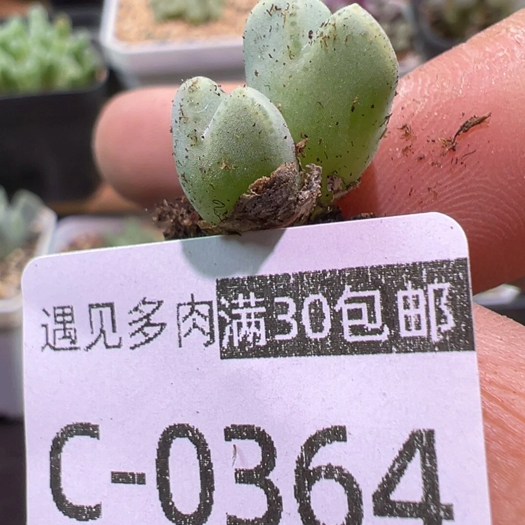 多肉植物11111111111111