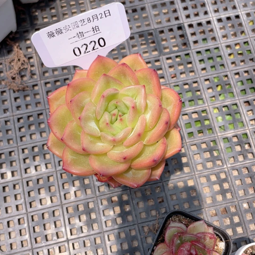 薇薇安园艺多肉0220