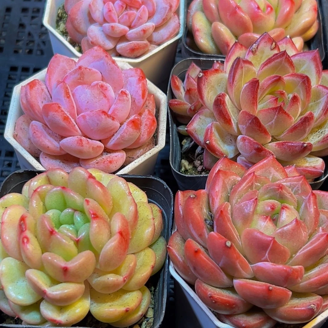 008多肉葡萄的味道是什么味道