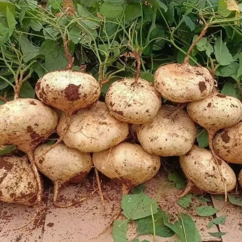 黄沙土种植广西凉薯地萝卜新鲜脆甜土地瓜凉薯农家现挖自种蔬菜