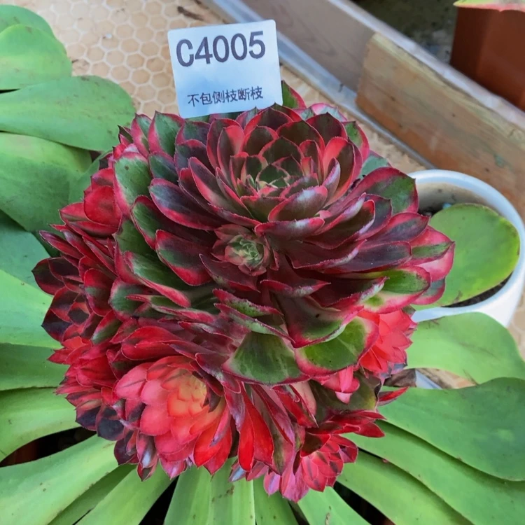 【闪购商品】4005黑魔多肉