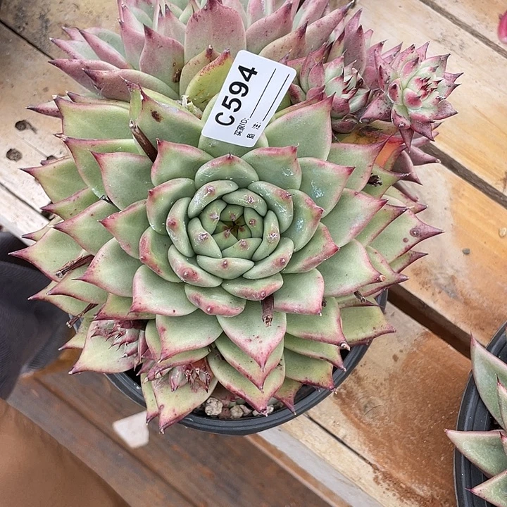 若茹东云单拍C594