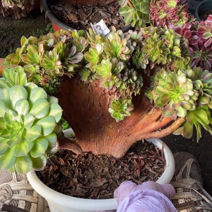 28厘米左右抹茶缀法师934号