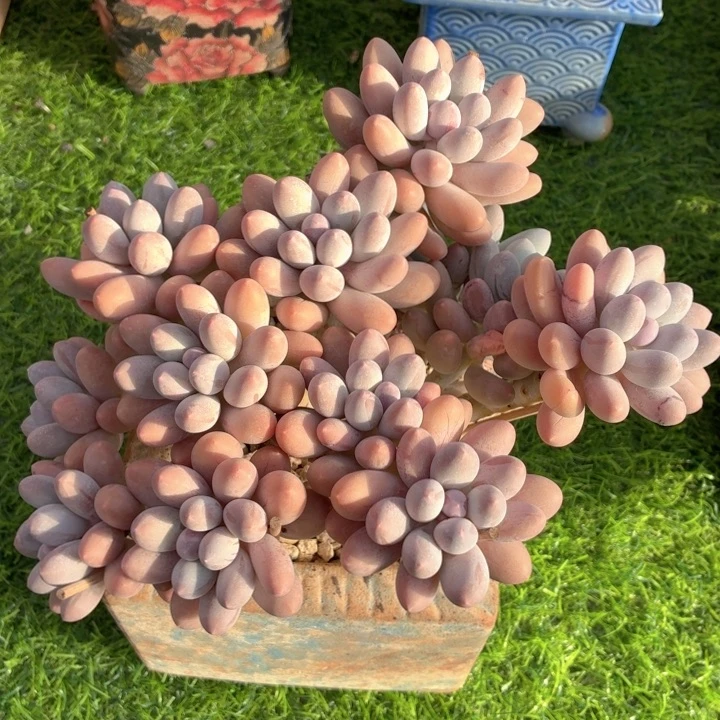 多肉植物 汤圆一物一拍-4