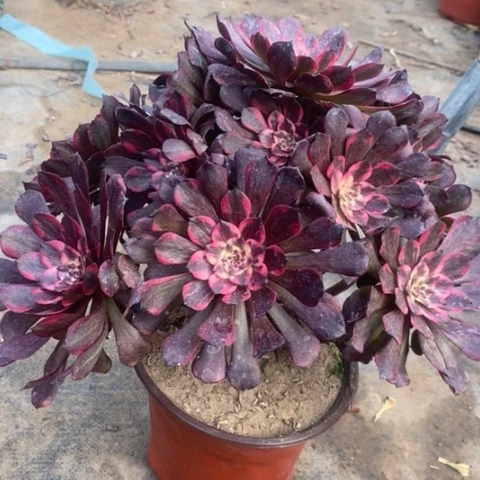 烟花多肉植物036