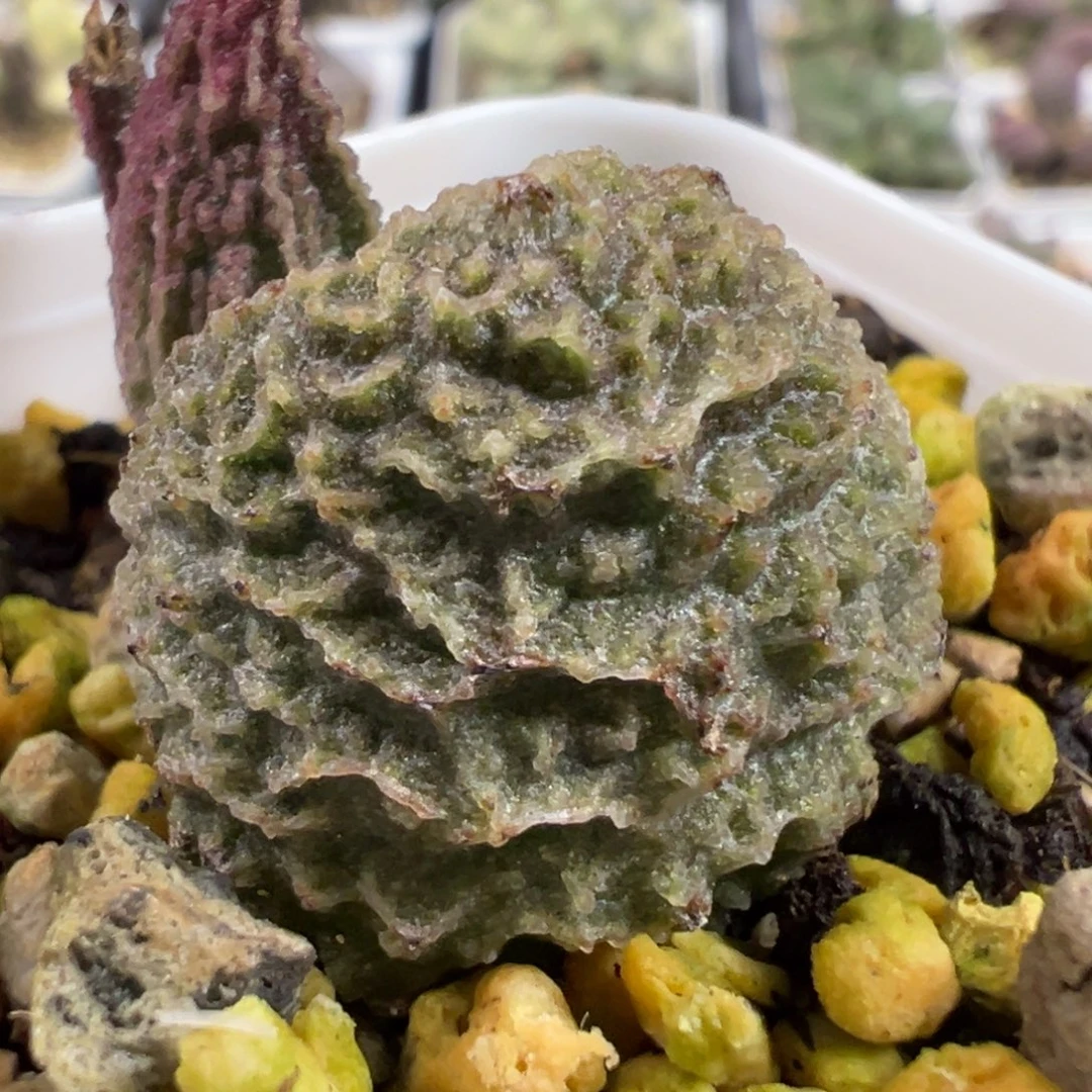 实生新品大苗多肉植物水泡