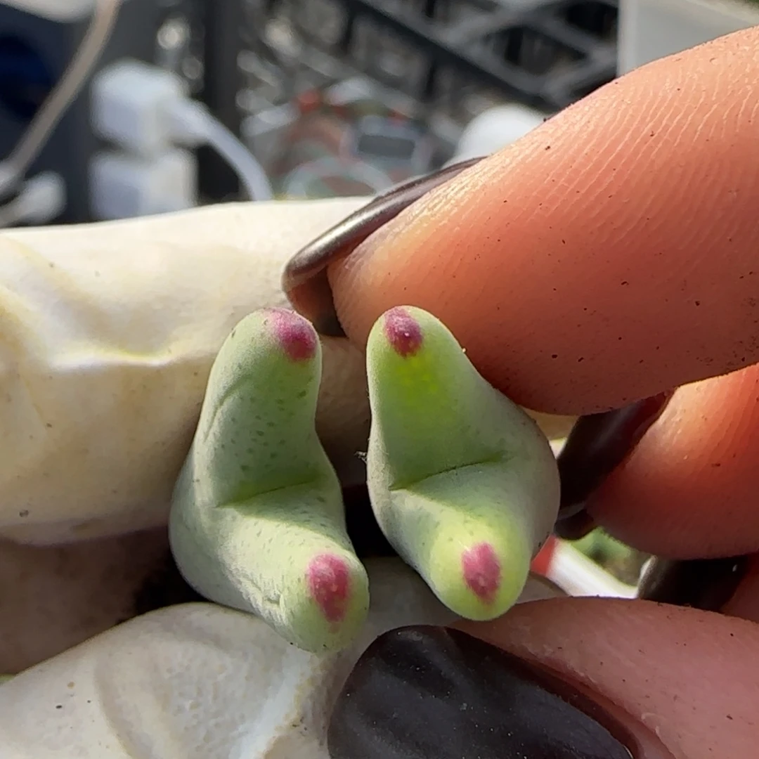 小***子12-3-当天满38包邮皮卡丘