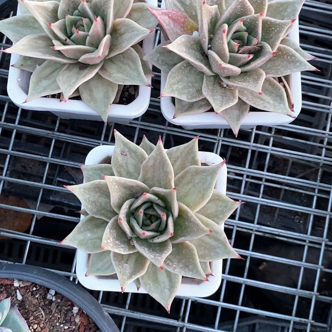 星星锦1颗多肉植物